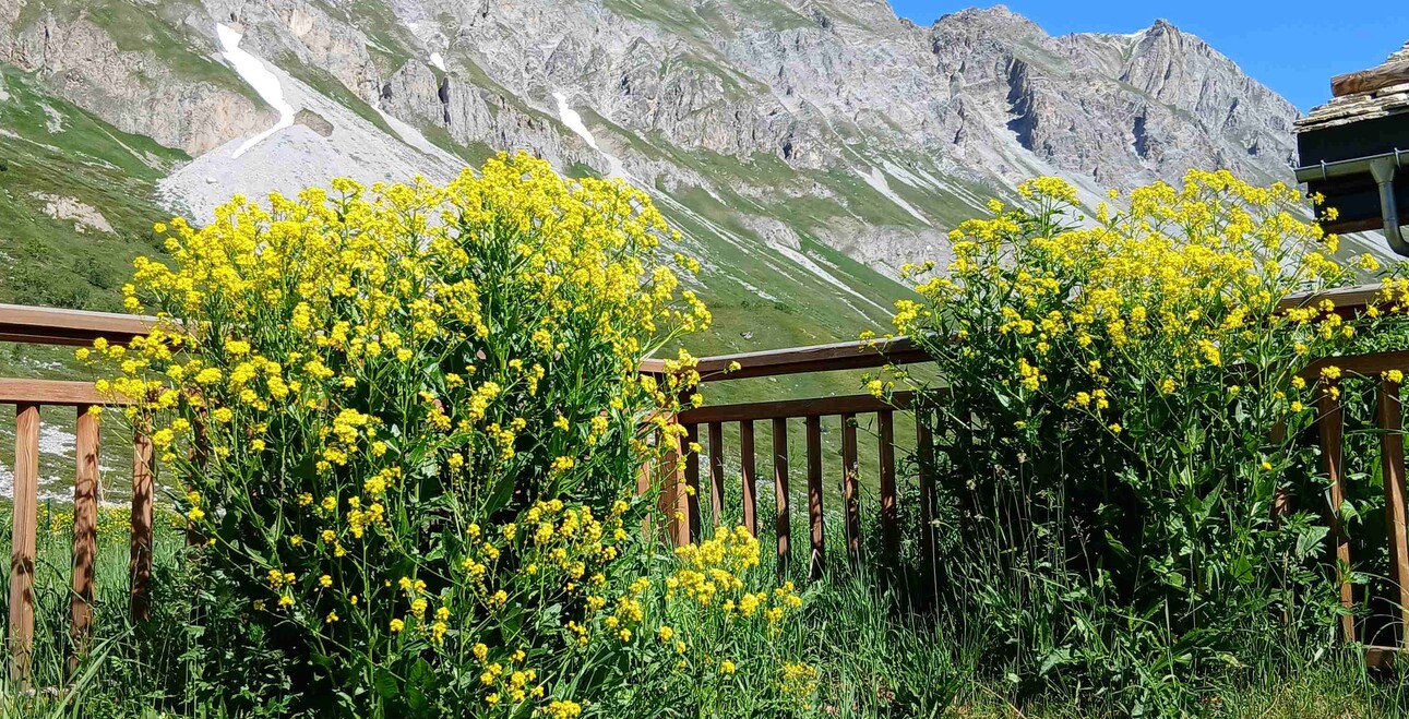 Lutte contre les espèces invasives